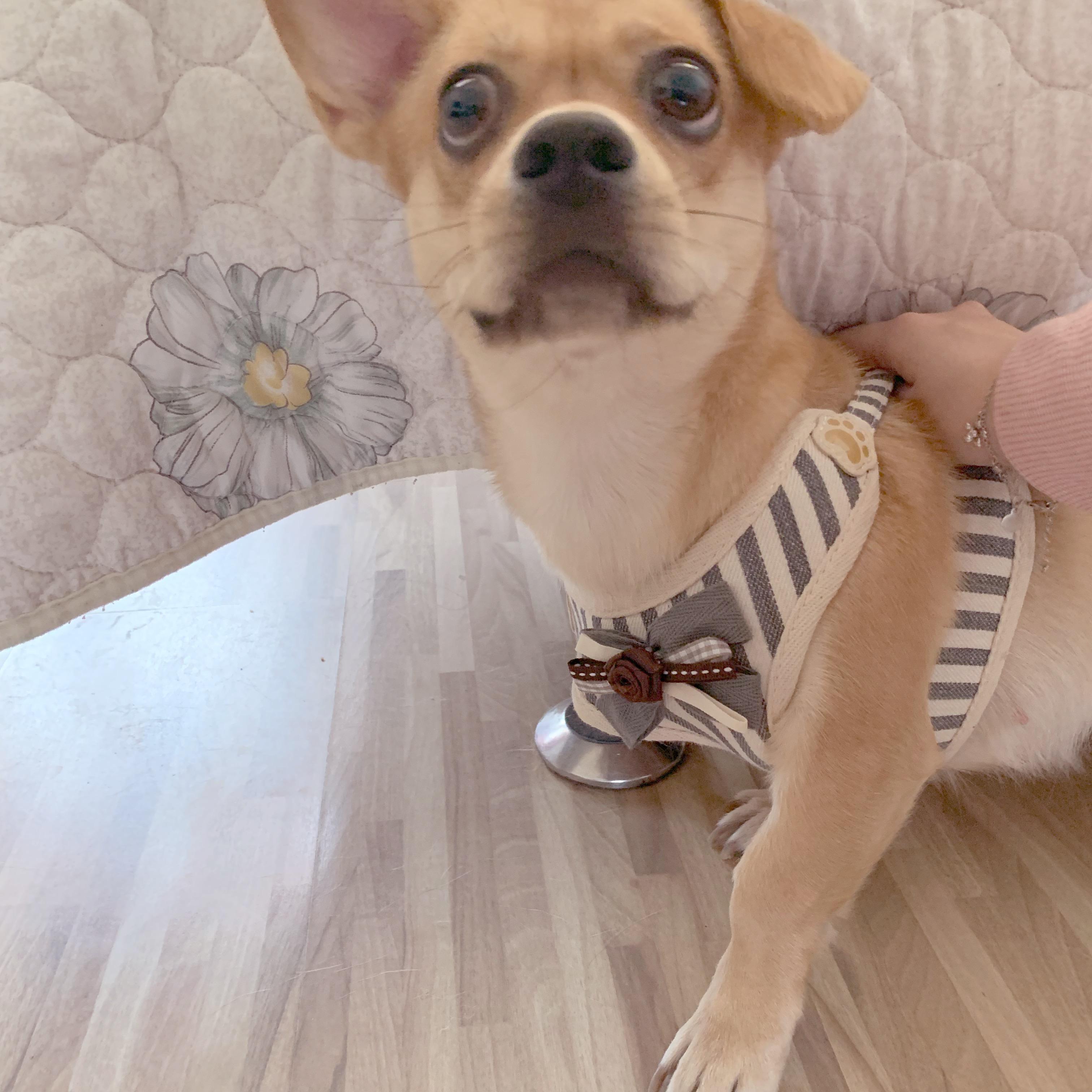 立耳教程狗狗 v2-dc7fe6e464cdc26da29473beeab6798b_r.jpg