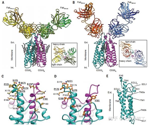 【Science论文拆解】治疗性抗体与人CD20的结合机制 - 知乎