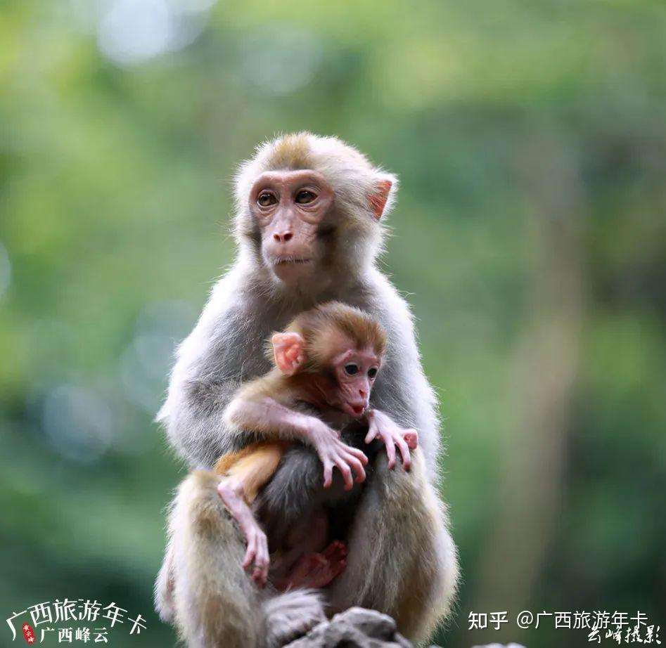 南宁这座避暑神山要火!猴生百态,一起去看猴宝!| 广西旅游年卡 - 知乎