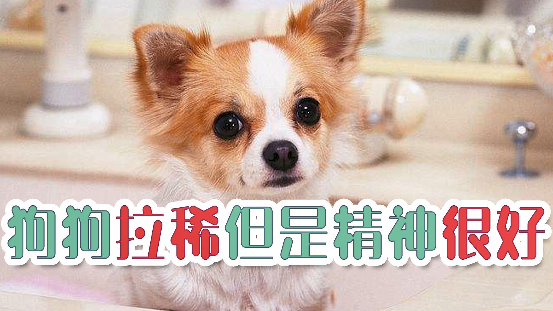 狗狗尿血了但是精神很好