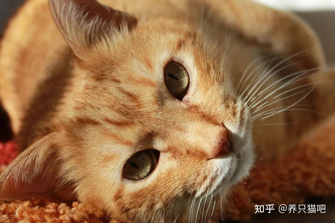 猫咪的发情期大多在春秋两季,需要交配才会排卵,如果不交配,卵子会留