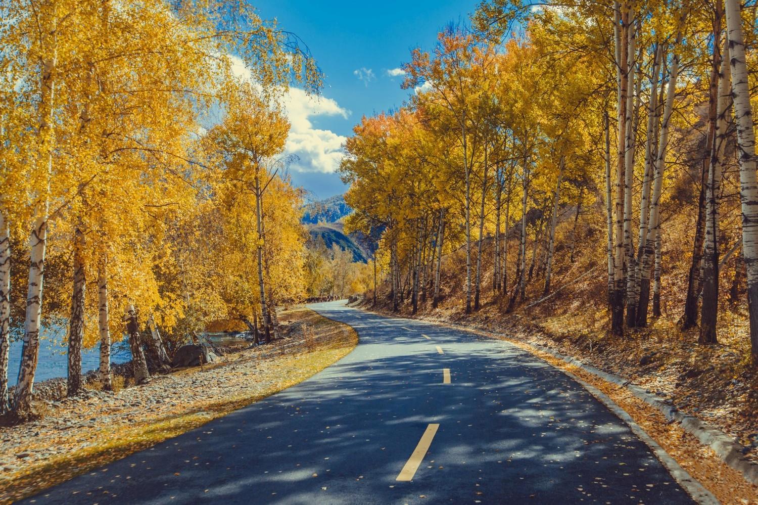 中哈边境公路-壮观牛羊转场场景