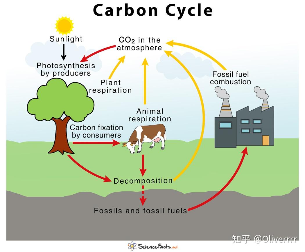 carboncycle图片