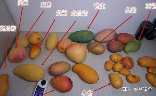 芒果究竟有哪些品种,哪些品种更好吃?