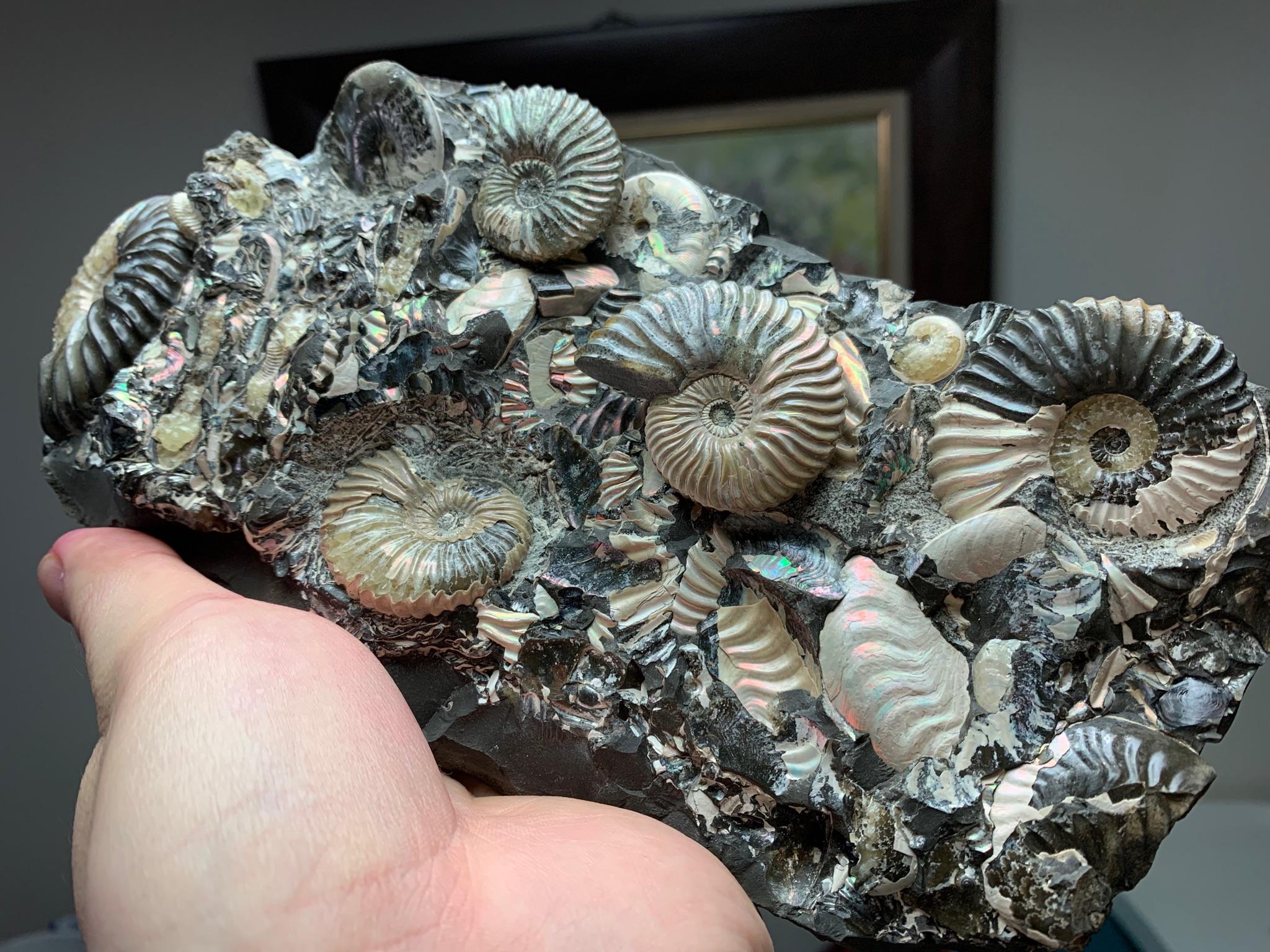 我有一个蛋化石怎么办可以卖吗或应怎么样