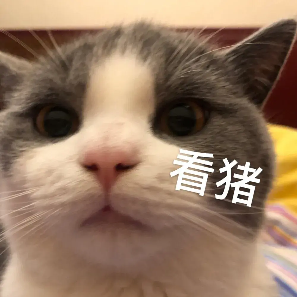 115张珍藏着的猫咪表情包