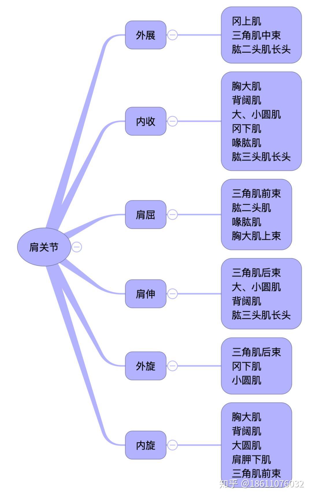 人体肌肉功能总结基础解剖图谱