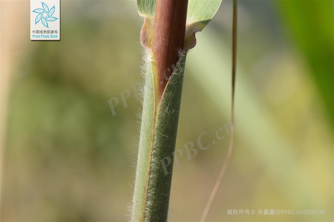 禾本科一些类似芦苇和芒的常见植物 - 知乎