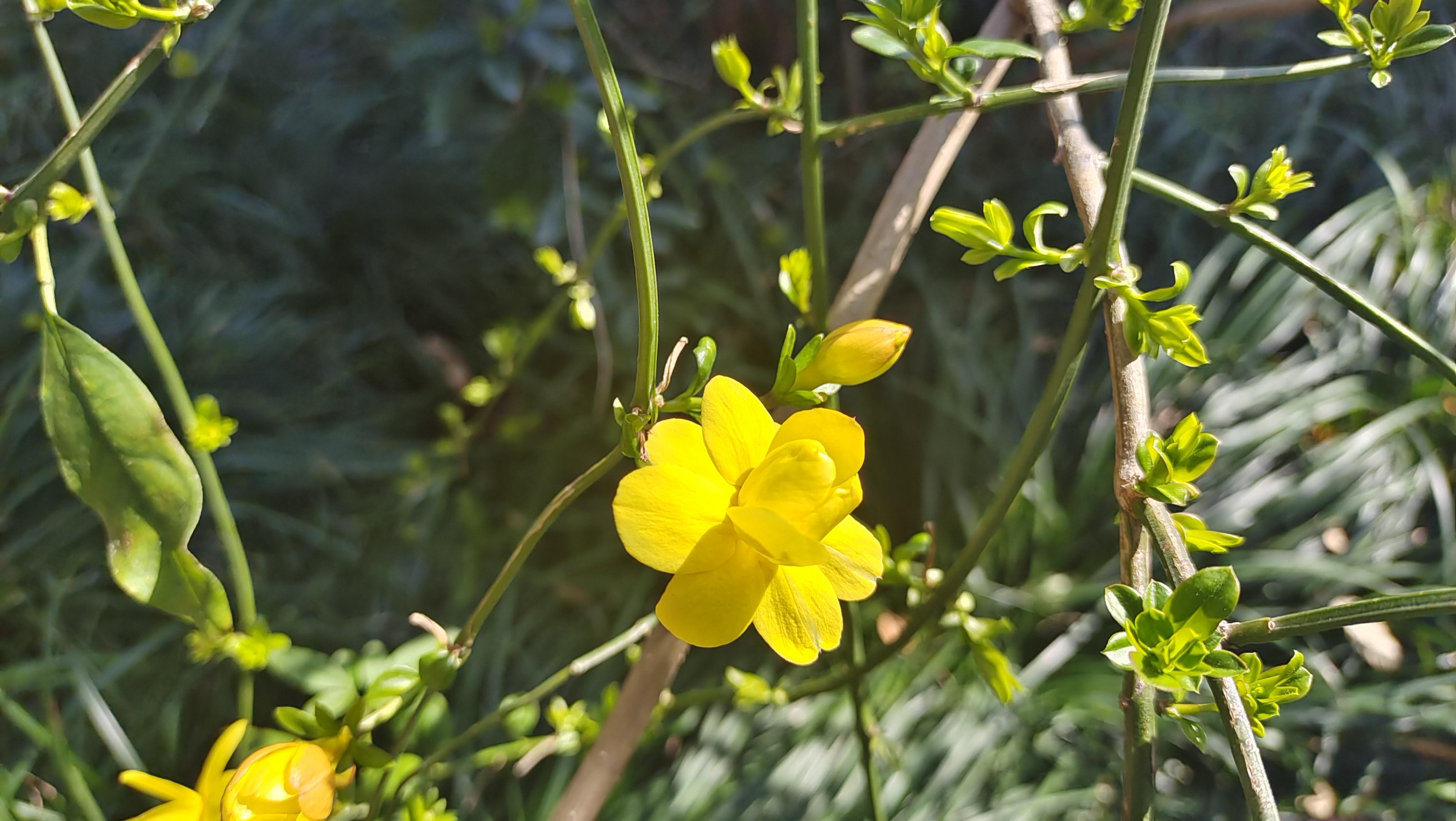 美丽吉安之赏花系列:野迎春花开迷人