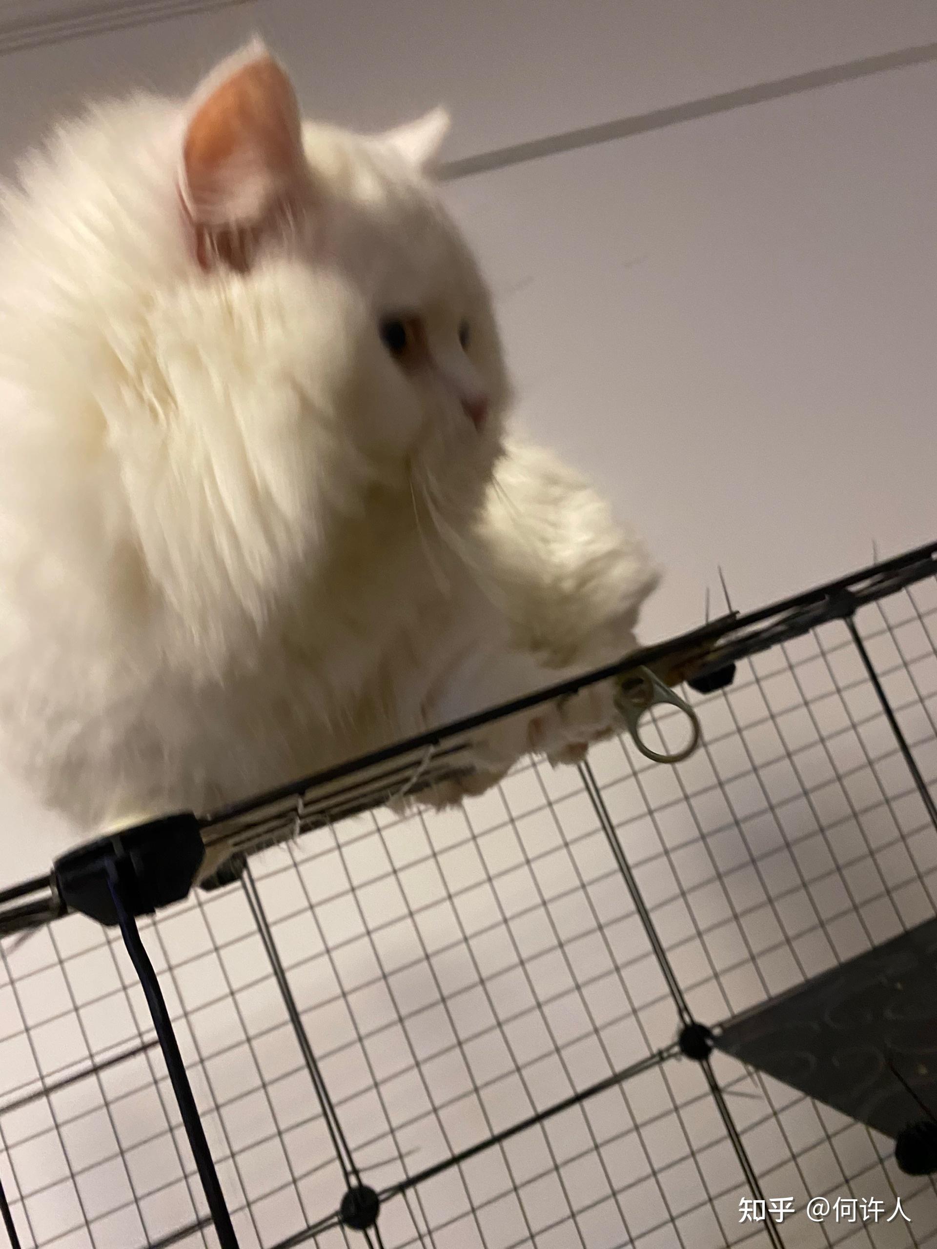 矮脚猫多少钱一只呢 v2-dcc26b55a7ce4db9eacb90833b6c2397_r.jpg
