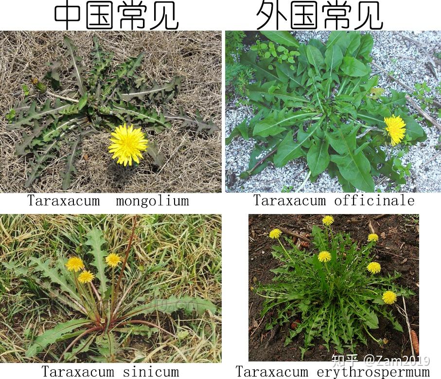 就分类学上来说,蒲公英一词有两个意思,一是指属,二是指种.