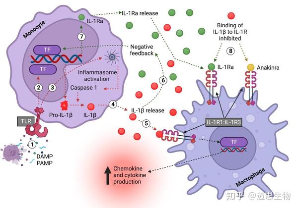 炎症性细胞因子IL-1β - 知乎