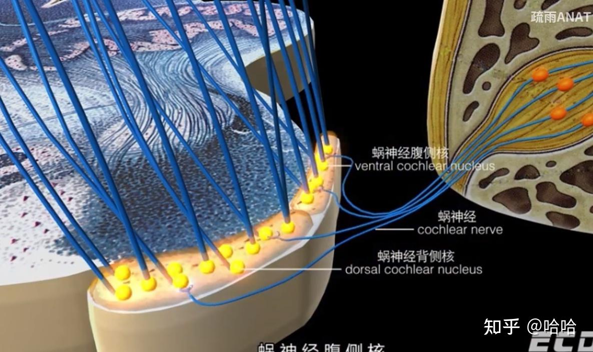 视觉、听觉传导通路 - 知乎