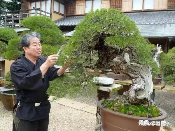 看一看日本艺人对珍稀树木保护的执着与尊重 知乎