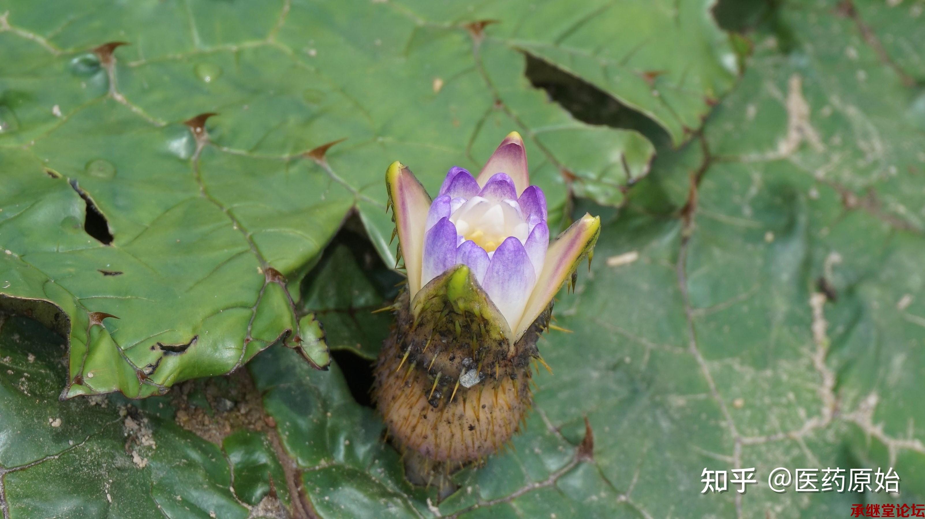 帶你識別芡實