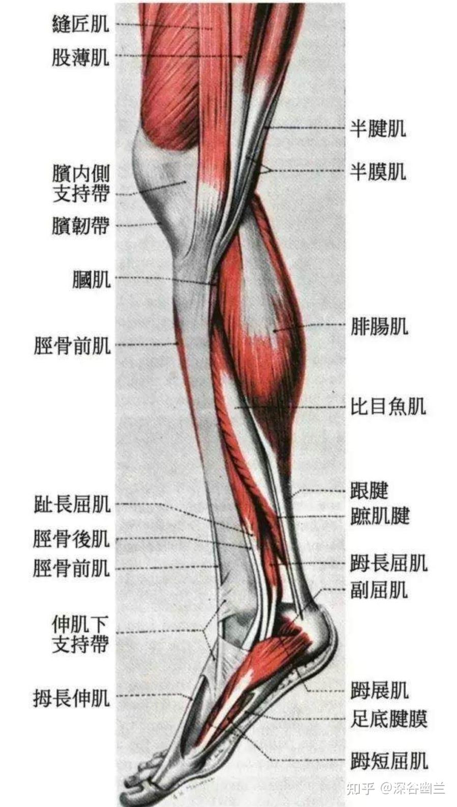 在趾长屈肌中,深层为胫后动,静脉,布有小腿内侧皮神经,后方为胫神经本