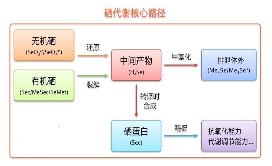 补硒要补有机硒，有机硒和无机硒的区别在哪里？ - 知乎