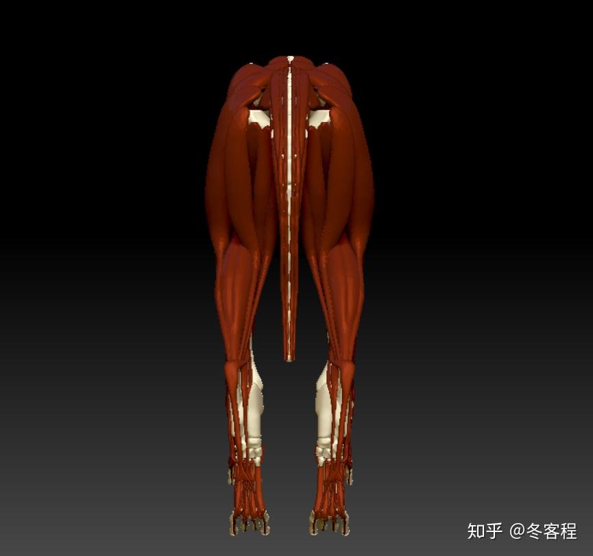 动物解剖狗科3d肌肉模型