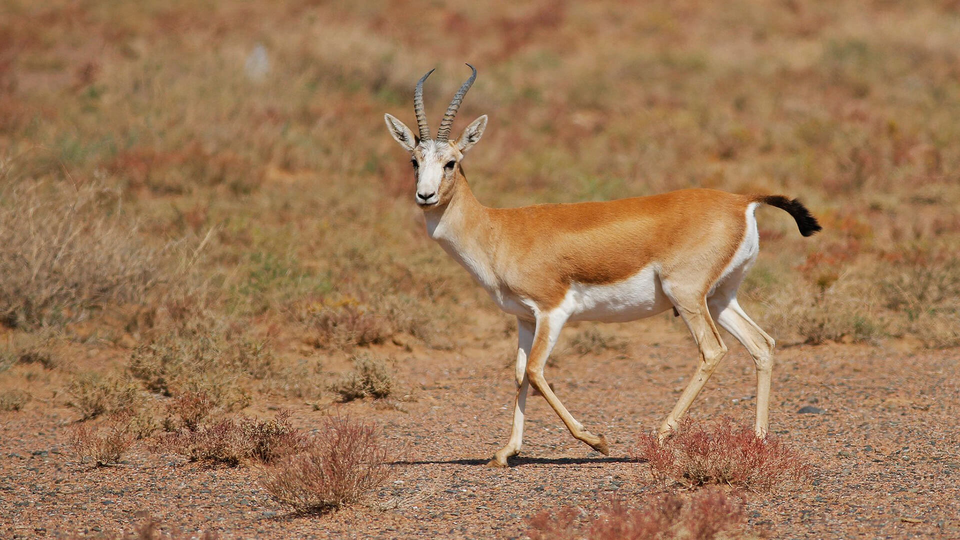 鹅喉羚-gazella subgutturosa-goitered gazelle藏原羚藏原羚藏原羚