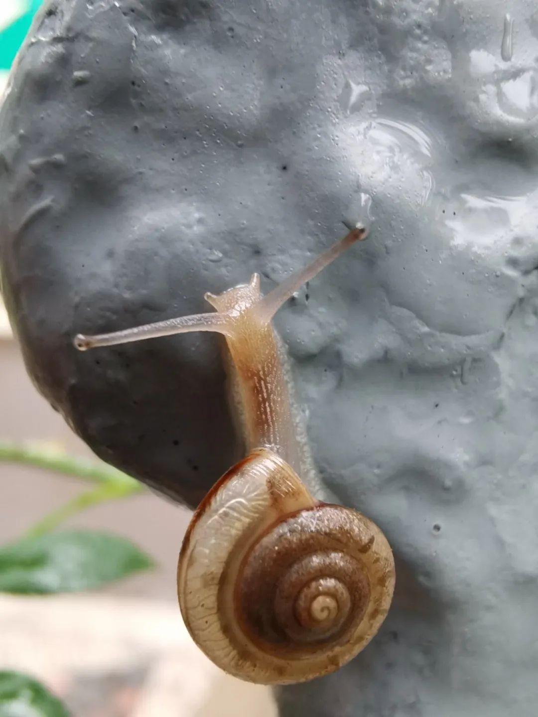 蜗牛竞相出动毛毛虫现罕见行为济南这个地方发生了啥