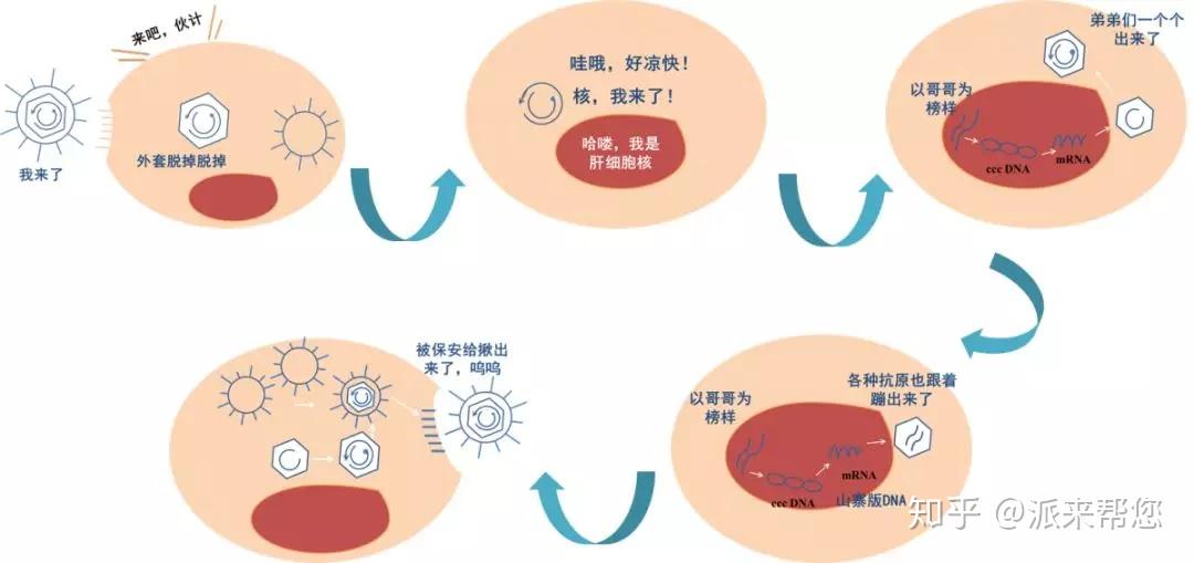 病毒增殖过程图片