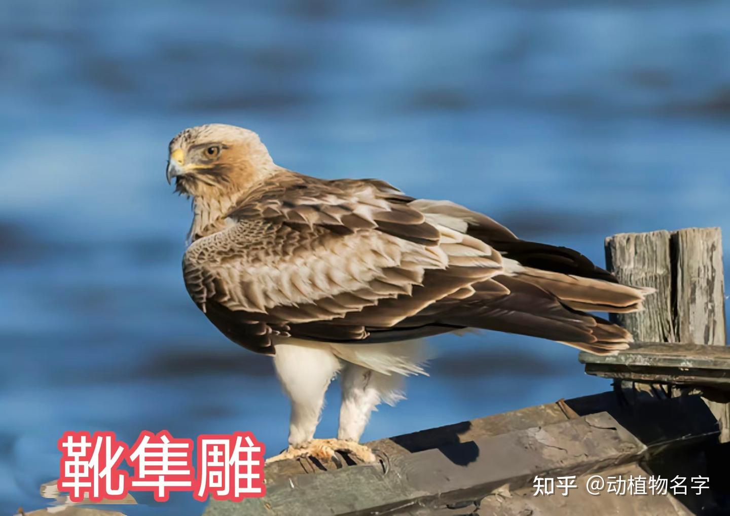 95图带您了解鹰科的鸟类,浅谈雕、鵟、鹰三类天空猛禽的区别 - 知乎