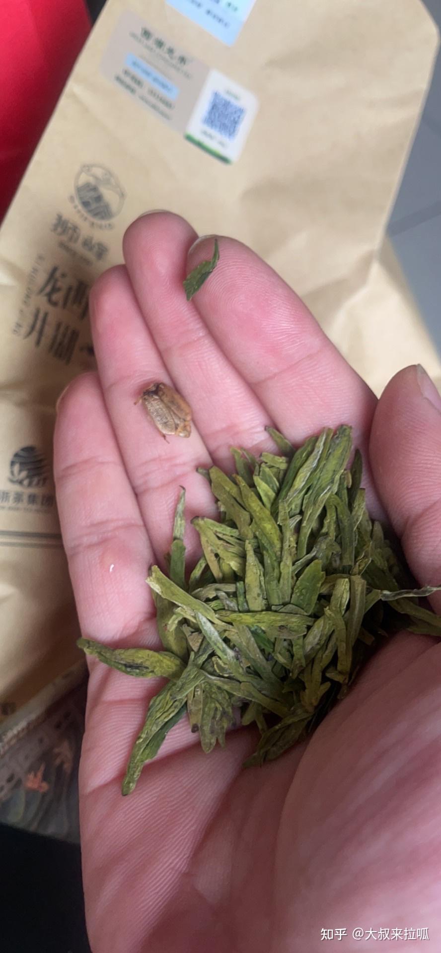 普洱茶蠹虫图片