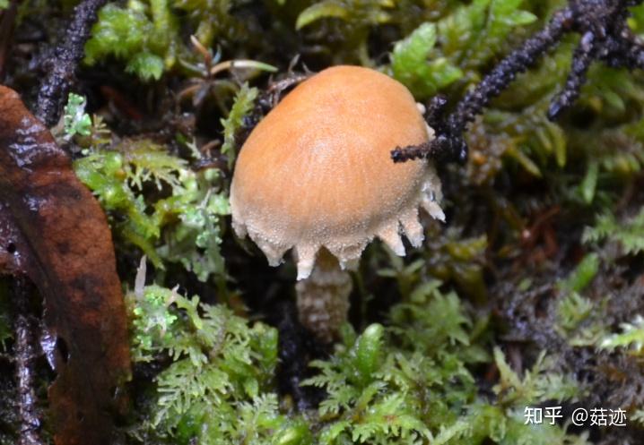 菇迹黄絮鳞鹅膏菌