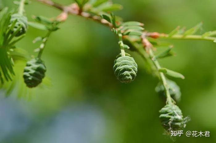 国家Ⅰ级濒危重点保护珍稀植物:水松 - 知乎
