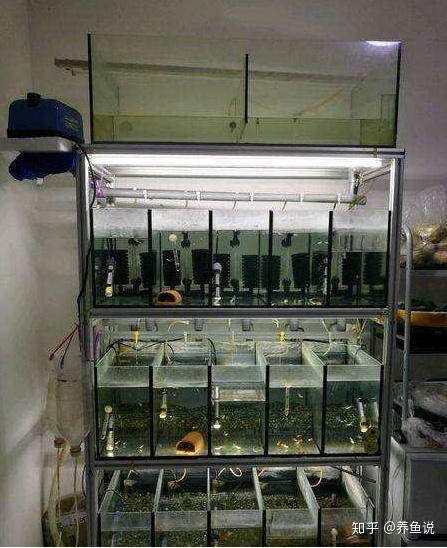 专题解析养观赏鱼鱼缸如何选系统鱼缸和单品鱼缸养鱼的区别