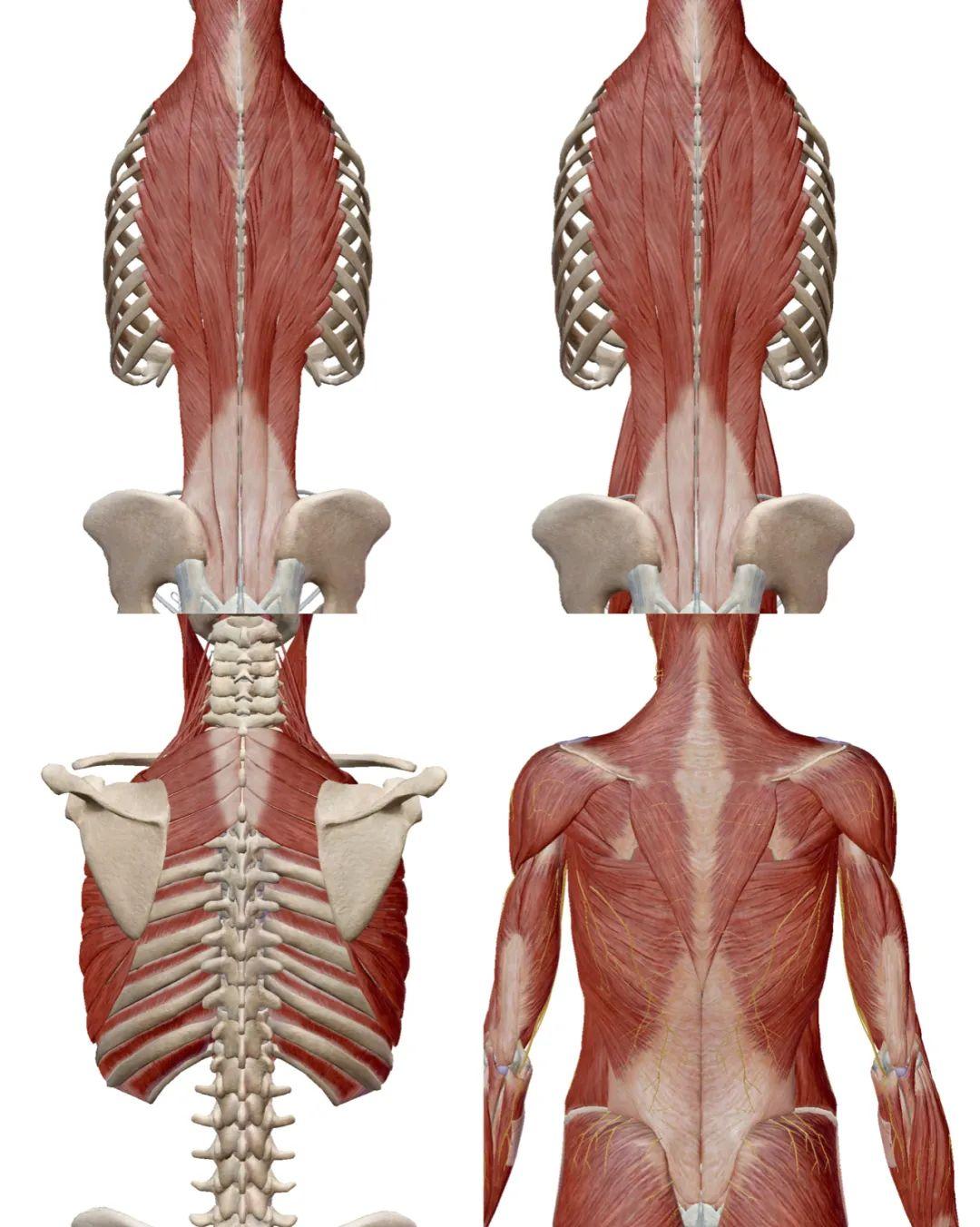 从最内侧连接脊柱两两椎体的椎旁肌群,然后是跨越多段脊柱的竖脊肌群