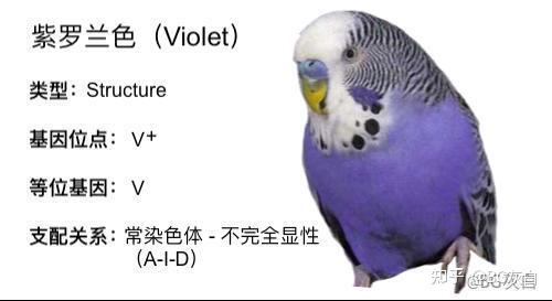 violet是什么颜色图片