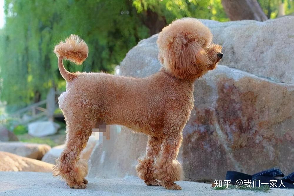 养泰迪,牢记“三摸三不摸”,对它有益