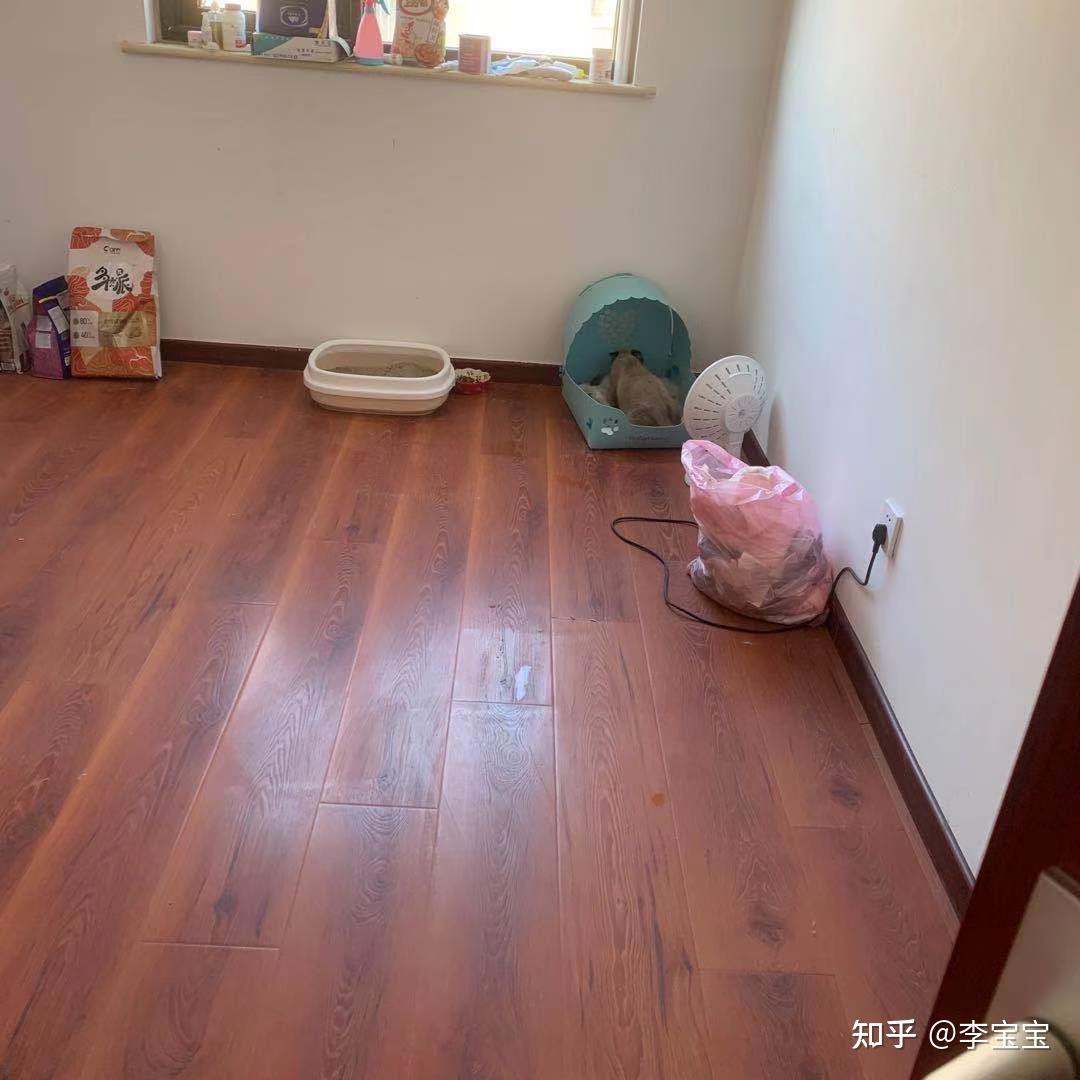 怎么去猫舍挑选猫咪教你从几个方面看这家猫舍是否正规