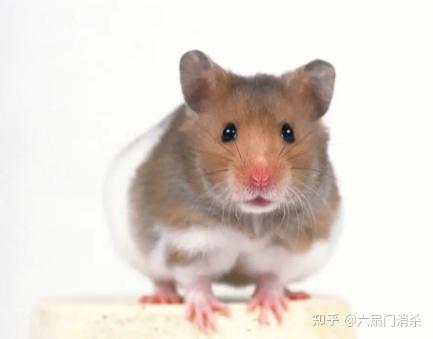小体型大隐患—小家鼠 - 知乎