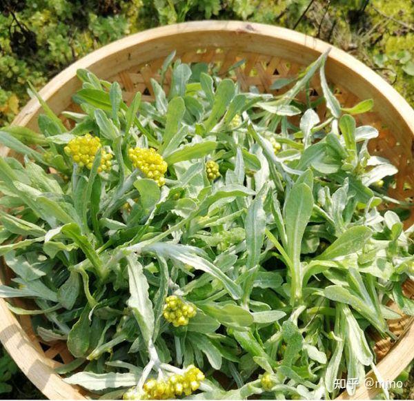 鼠曲草,我们老家叫暖菇草,你们那叫什么 - 知乎