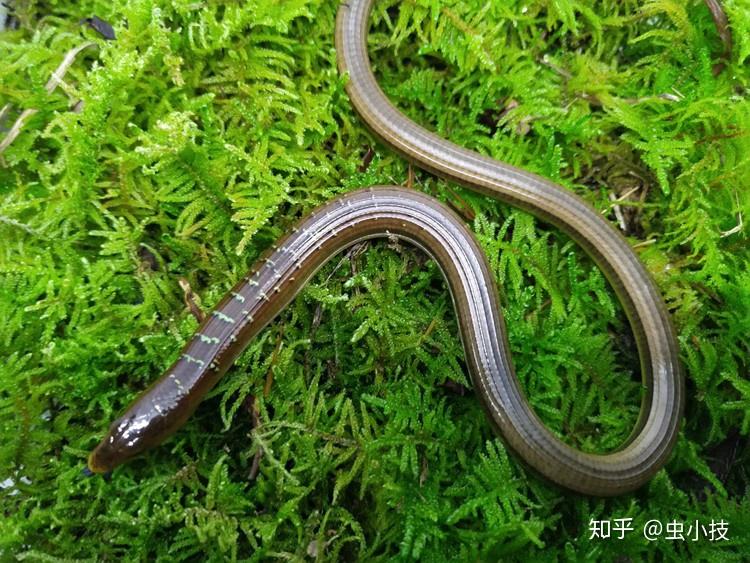 脆蛇蜥养殖分享干货断尾会再长出无毒无害