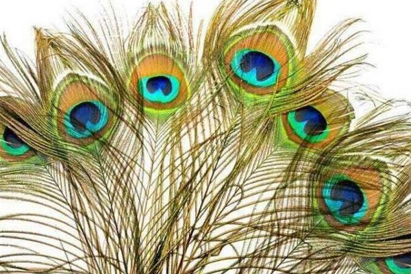 孔雀羽毛不仅寓意深刻 还与风水有密切联系 知乎
