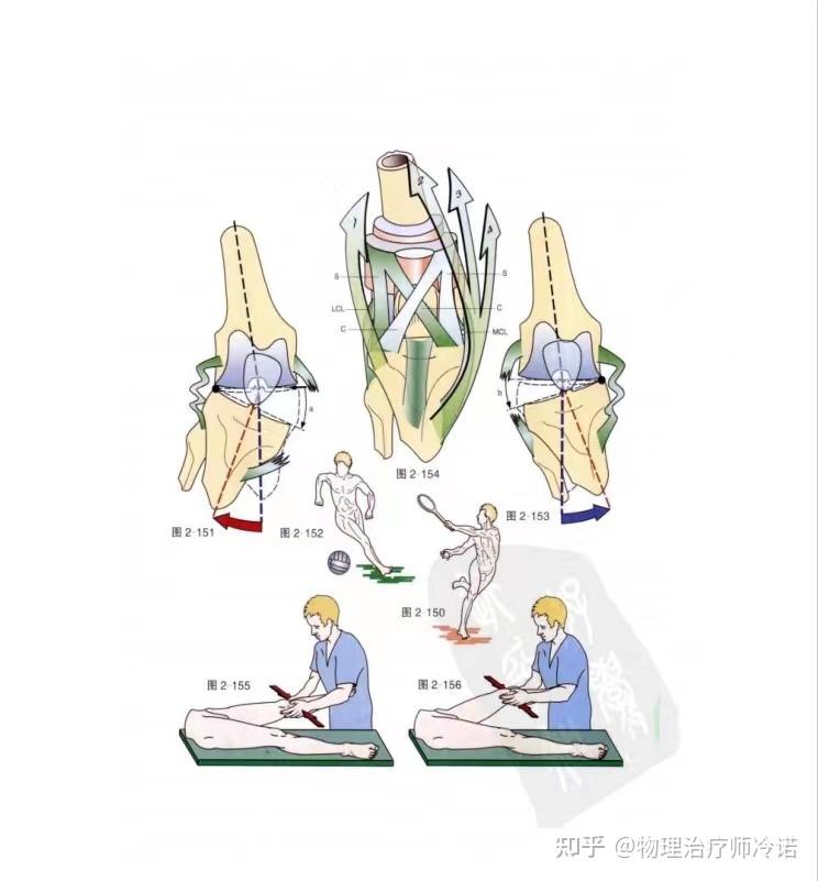 膝关节功能解剖