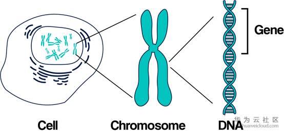 How Do You Describe The Location Of Genes In The Chromosome