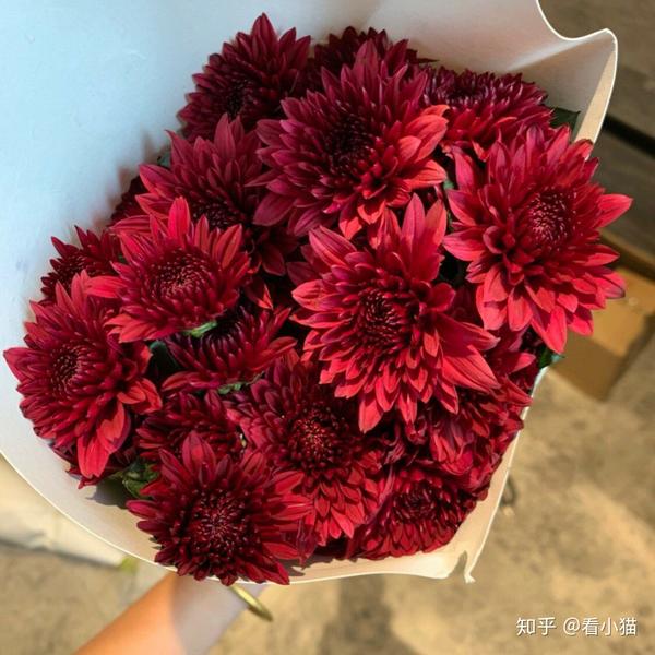 深入了解小菊花的秘密
