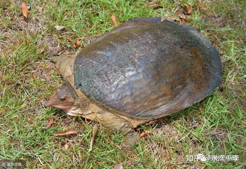 鱼鳖混养殖模式好处有很多不知道你了解吗