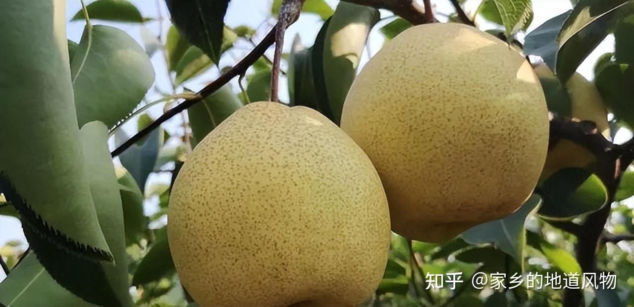 全国哪里的梨好吃?这些地方的梨都很有名 - 知乎