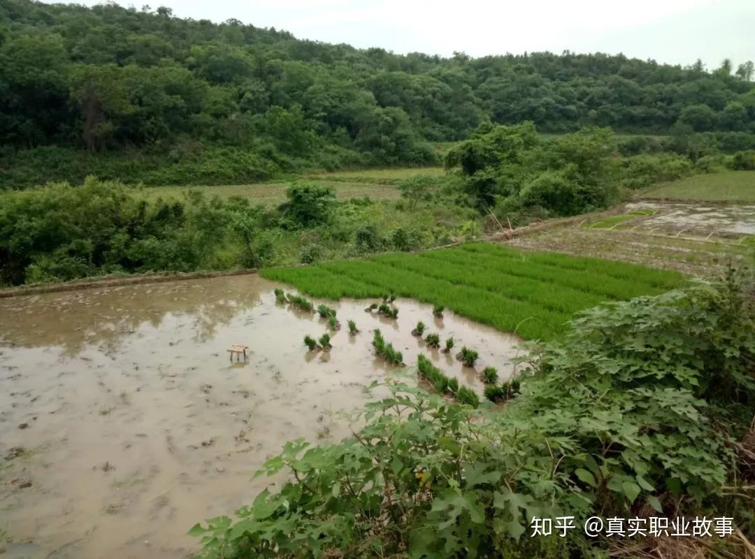 中国农民未来会是什么样的?