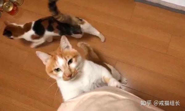 猫咪挑食 突然什么都不吃 该怎么办 知乎