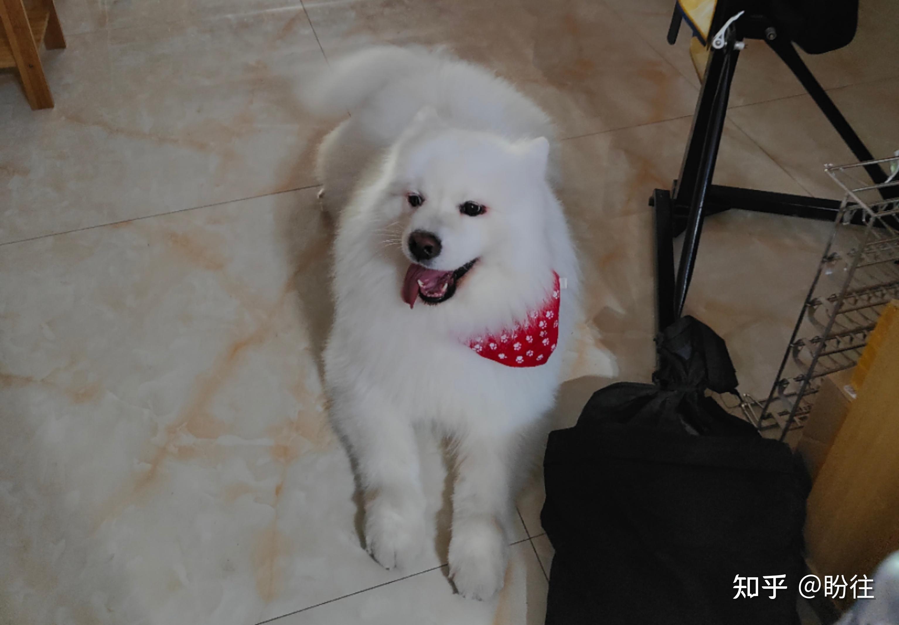 萨摩耶宠物名字:阿萨姆#苏州寻狗启事##苏州寻狗##苏州寻狗启示