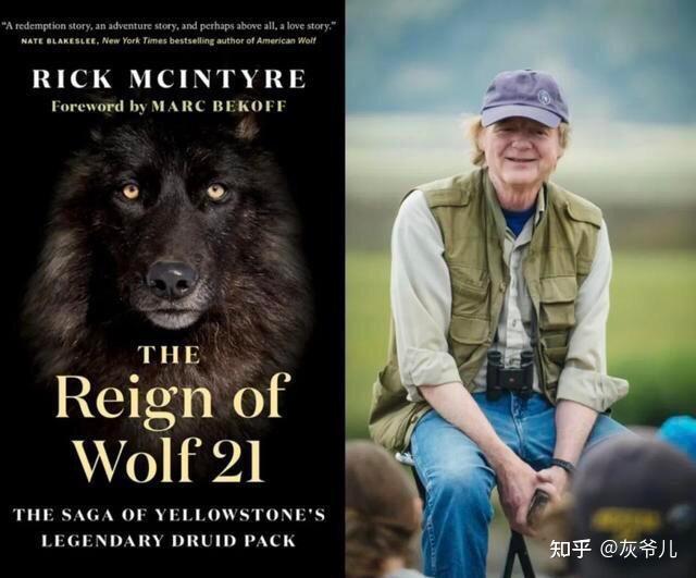 德鲁伊峰狼群21号