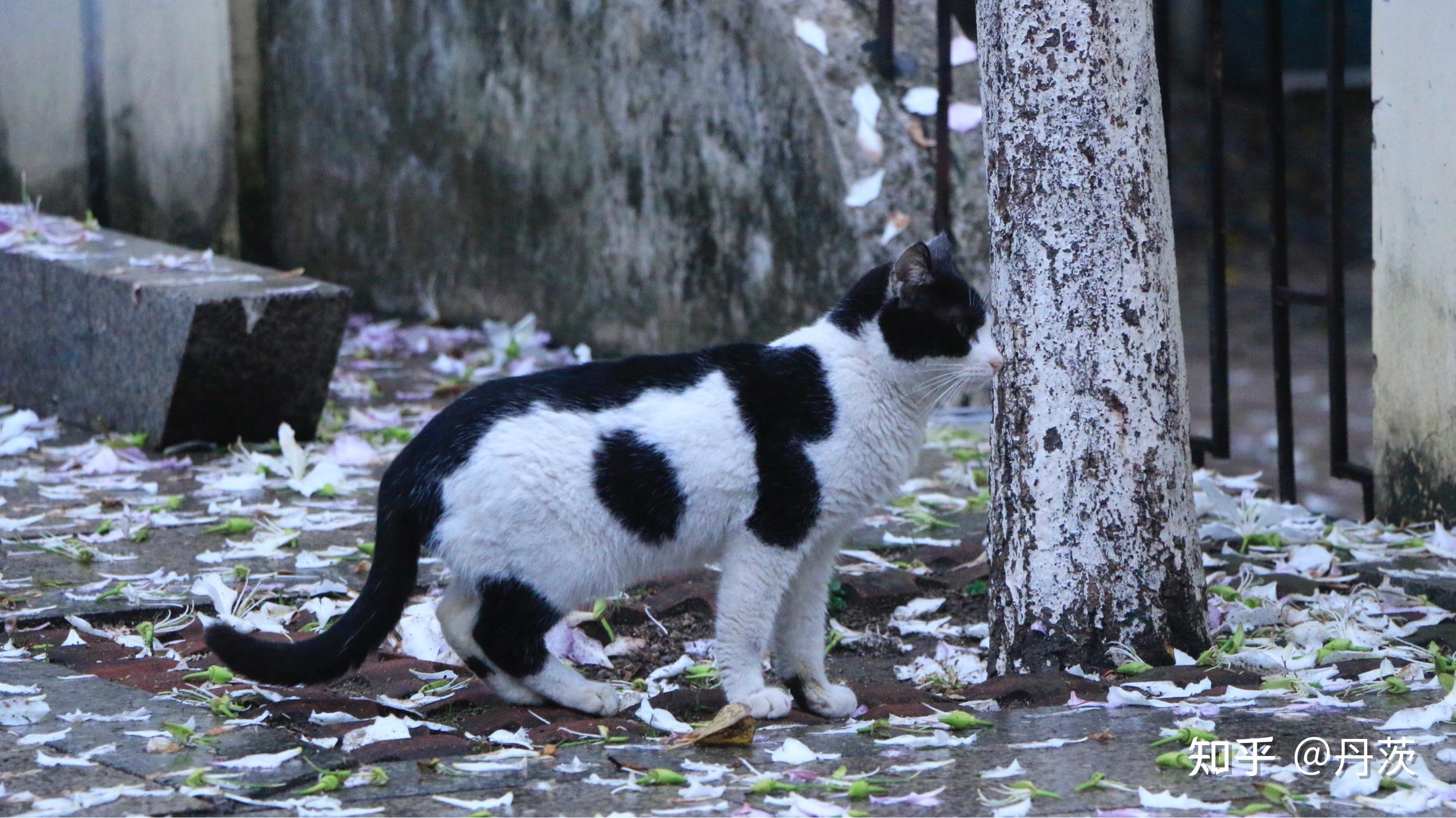 几树繁花间偶遇黑白花猫