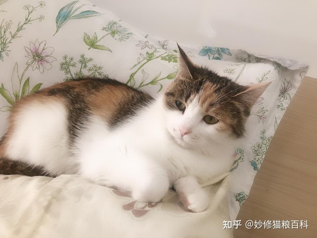 别再劝我养三花猫了,养过一次之后就想换猫了 - 知乎