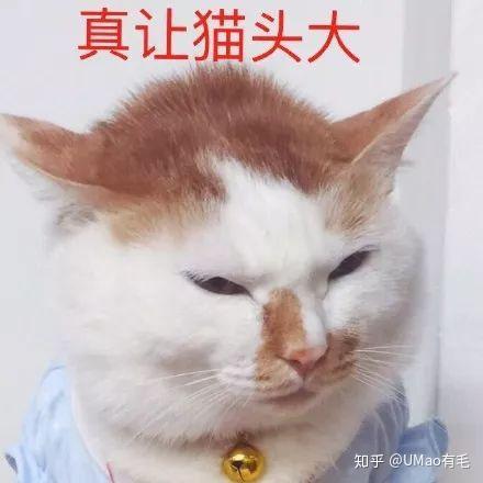 怎么看小猫咪是不是感冒 v2-dd856212fc73ad666aef4d392599dbff_r.jpg
